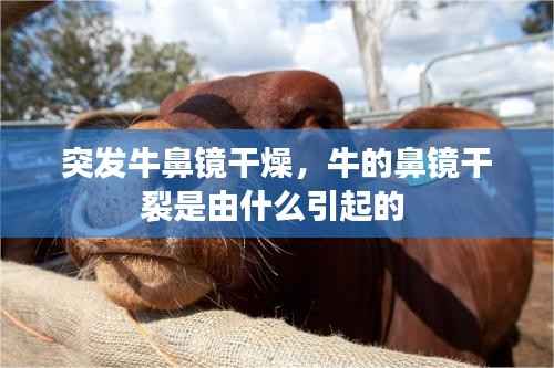 突发牛鼻镜干燥,牛的鼻镜干裂是由什么引起的
