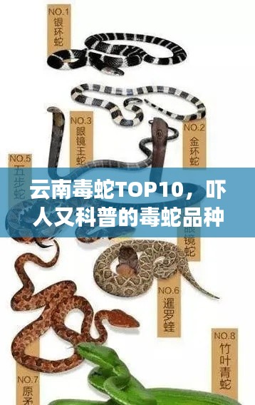 云南毒蛇TOP10,吓人又科普的毒蛇品种排名